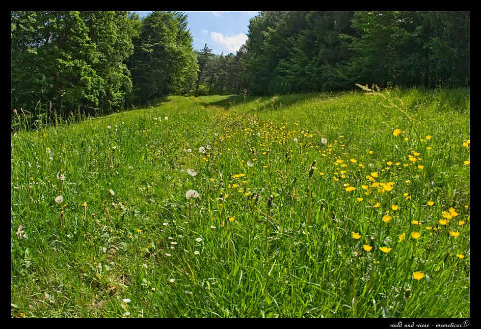 Wiese
s DSC 0170