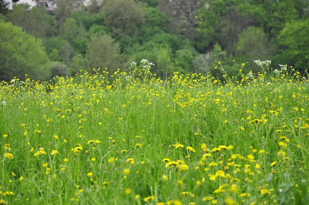 Wiese und Gebüsch am Rande des Neckars