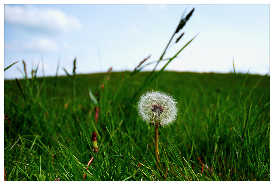 wiese1