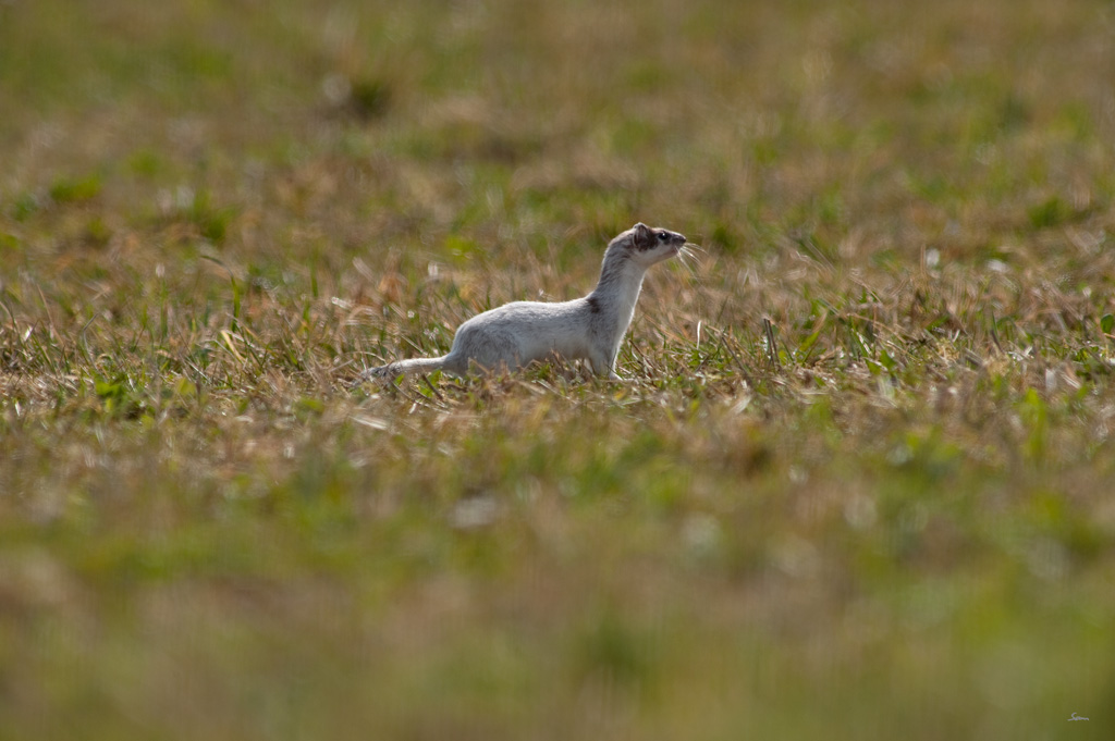 WieselDSC 4915