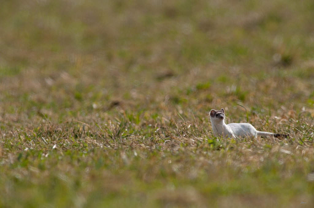 WieselDSC 4918
