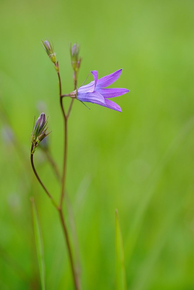 Wiesenglockenblume
