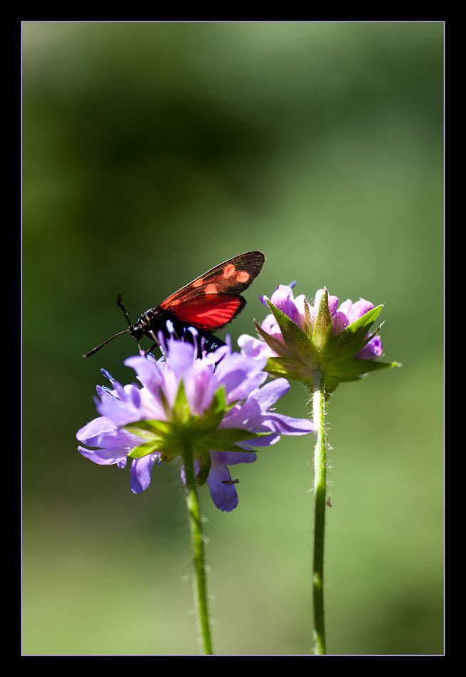 Wiesenknöpfe mit Besucher
