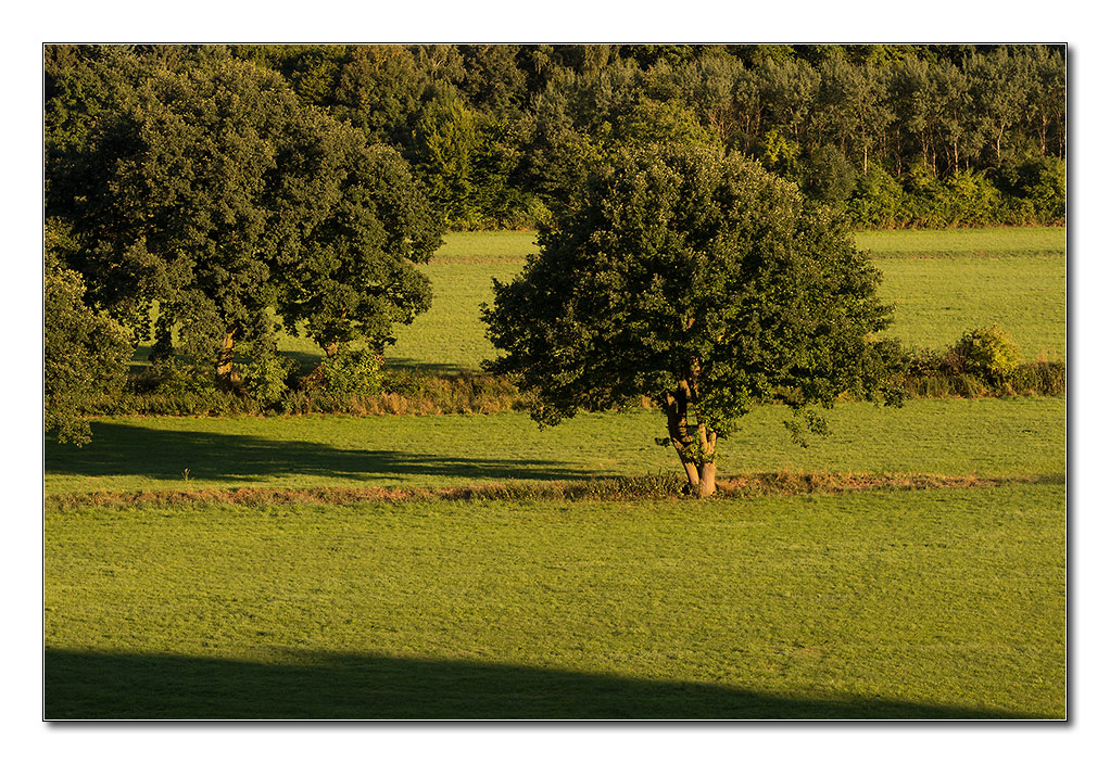 wiesenlicht