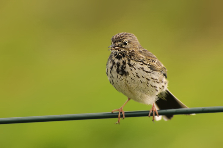 Wiesenpieper