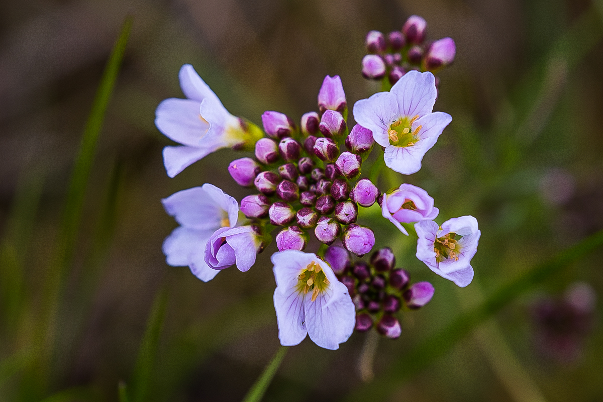 Wiesenschaumkraut (1 von 1).JPG