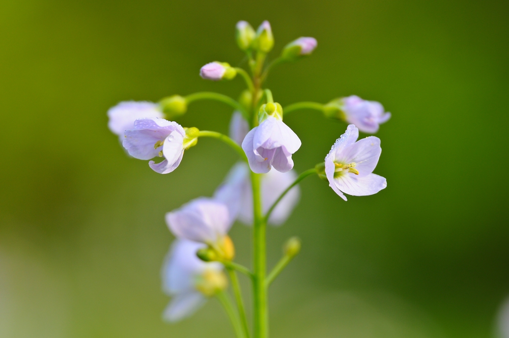 Wiesenschaumkraut