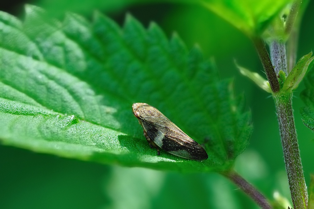 Wiesenschaumzikade