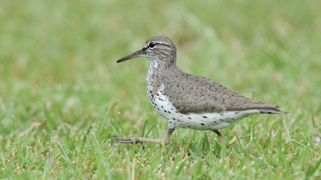 Wiesenstrandläufer (Least Sandpiper)
Bangara Island
9818