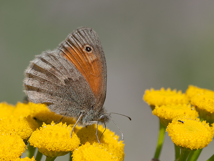 Wiesenvögelchen 2012 07 24 04