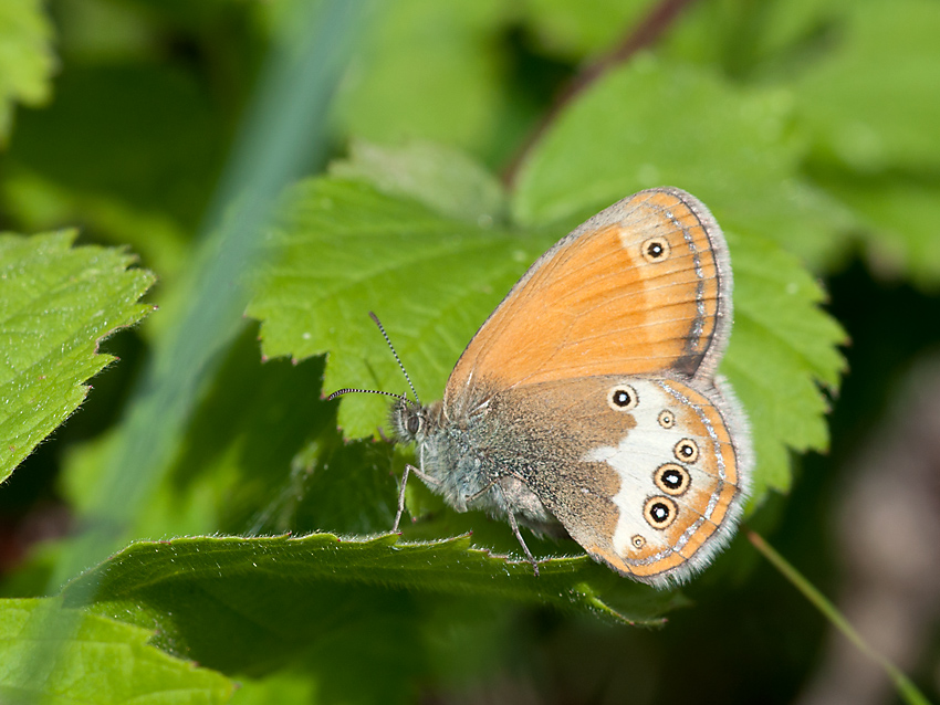 Wiesenvögelchen Weisbandiges 2012 06 07 06