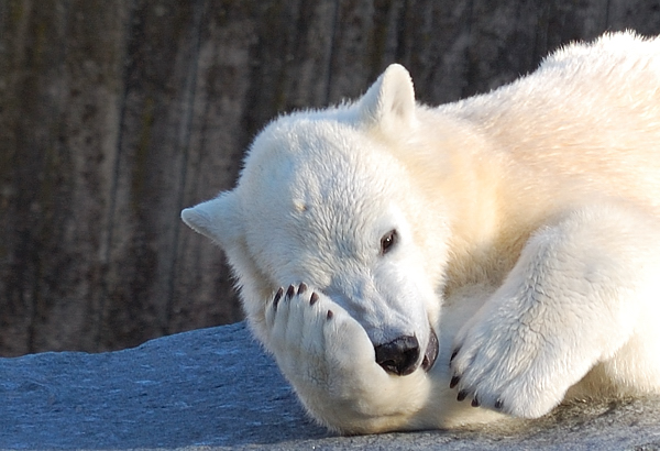 Wilbär in der Wilhelma Stuttgart