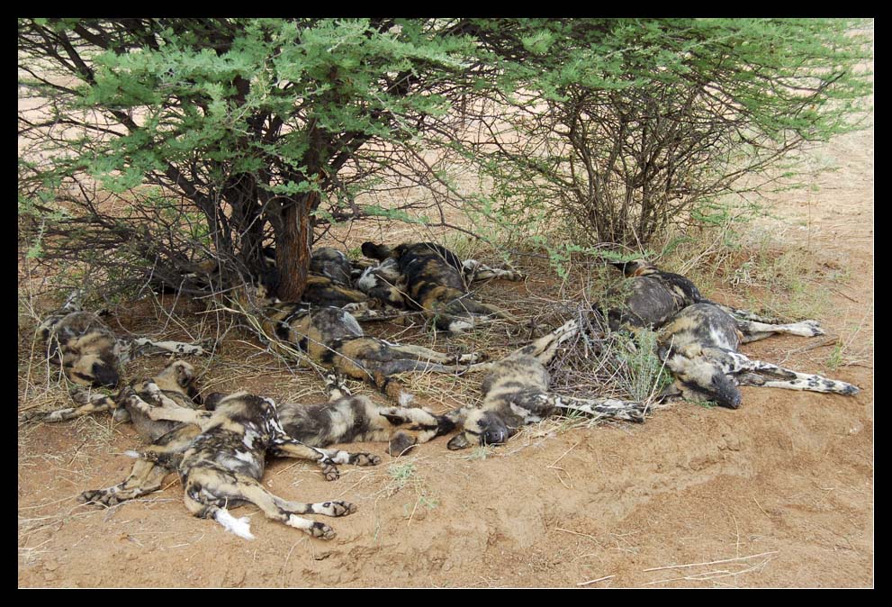 wild dog struck by lightning 023 bearbeitet 1