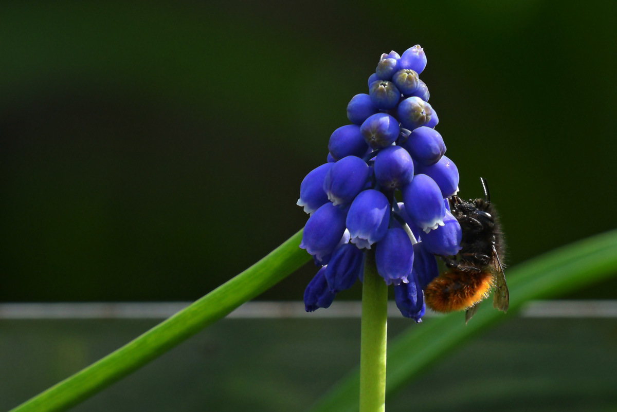 wildbiene.jpg