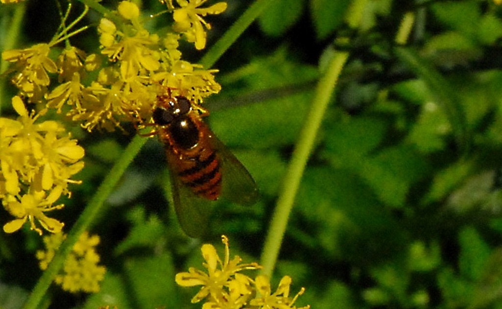 Wildbiene