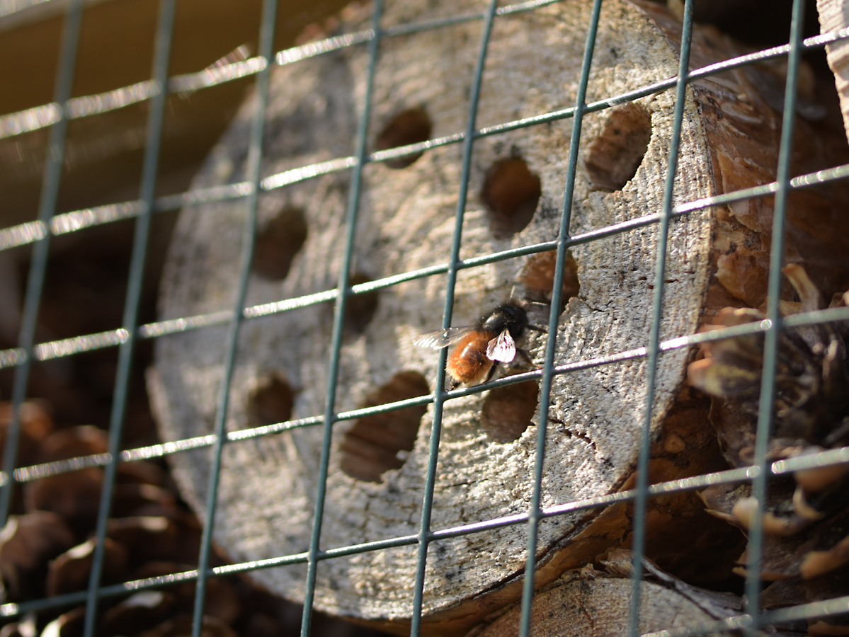 Wildbienen_DSC_2790.jpg