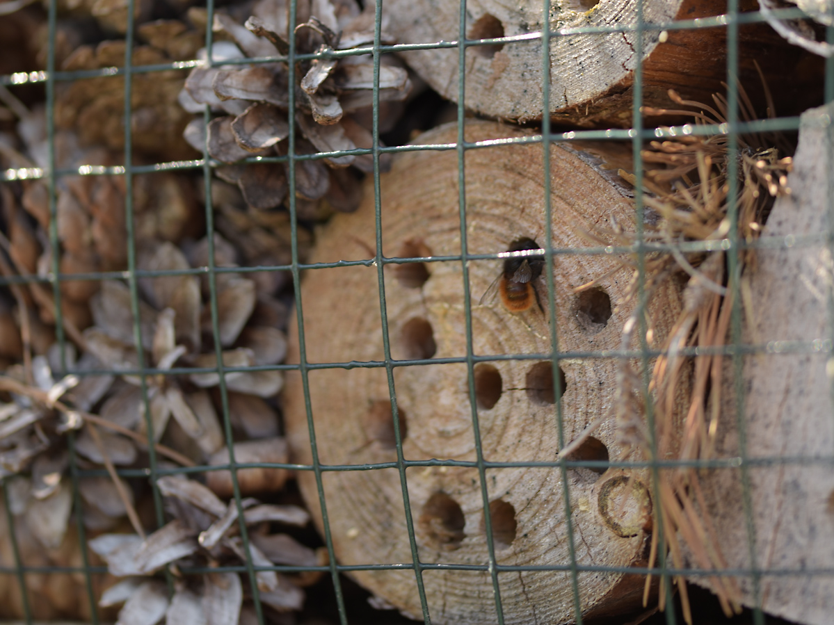 Wildbienen_DSC_2795.jpg