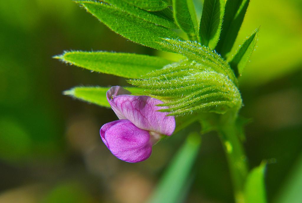 Wildblume 01
