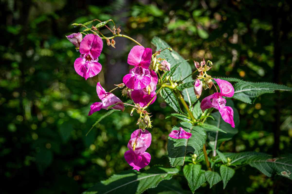 Wildblume im Wald