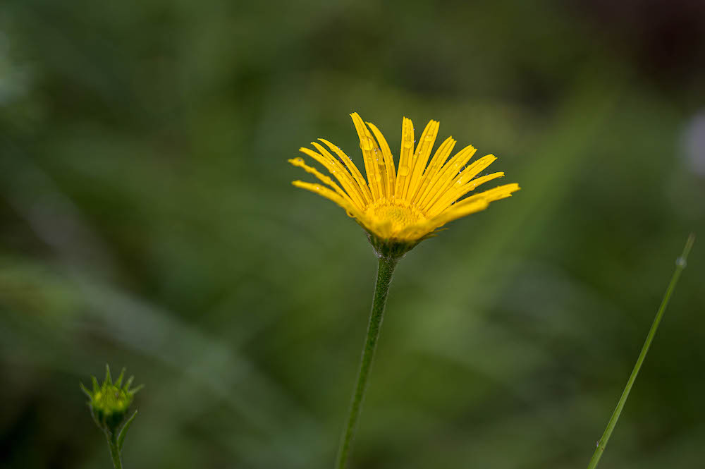 Wildblume