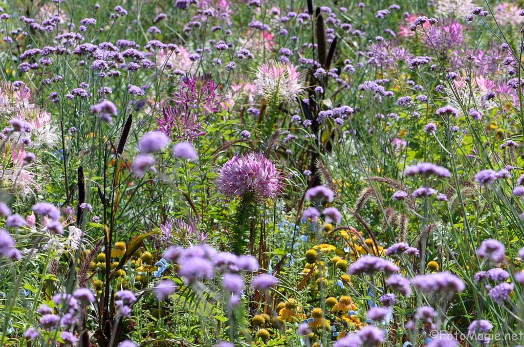 Wildblumen 2
