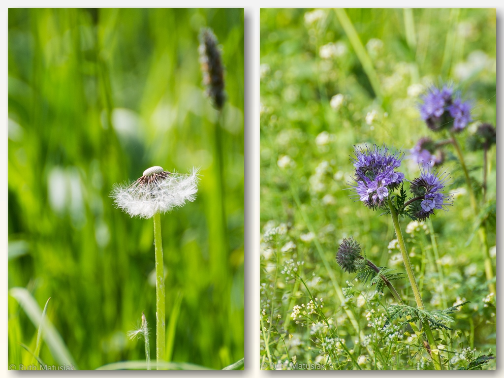 Wildblumen