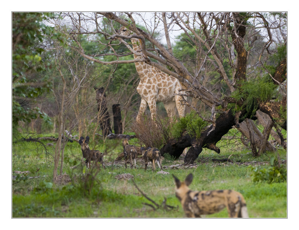 wilddogGiraffe1