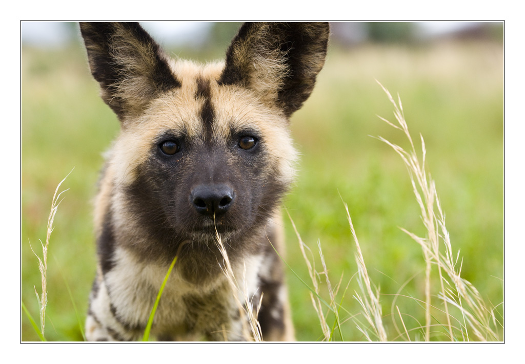 Wilddogportr2
