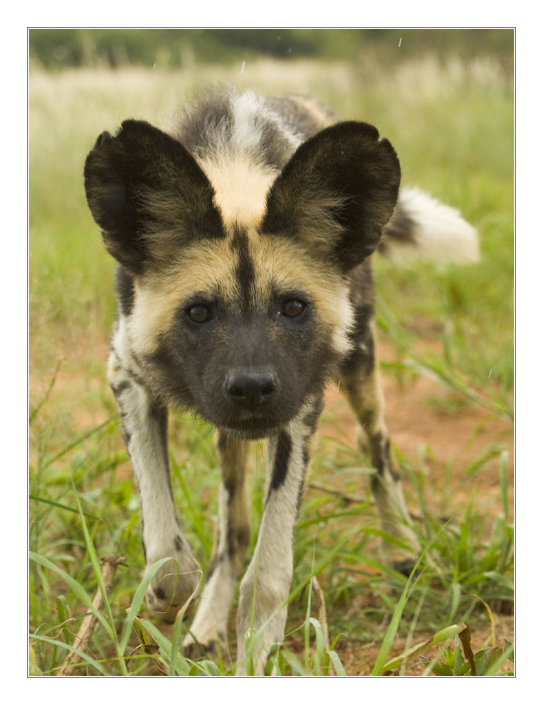 Wilddogportr5