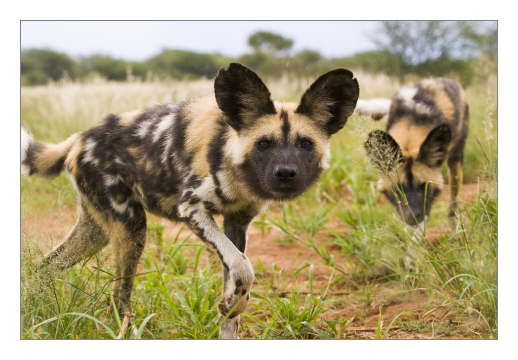 wilddogs02