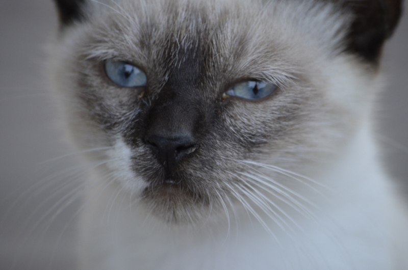wilde, junge Katze zu Besuch