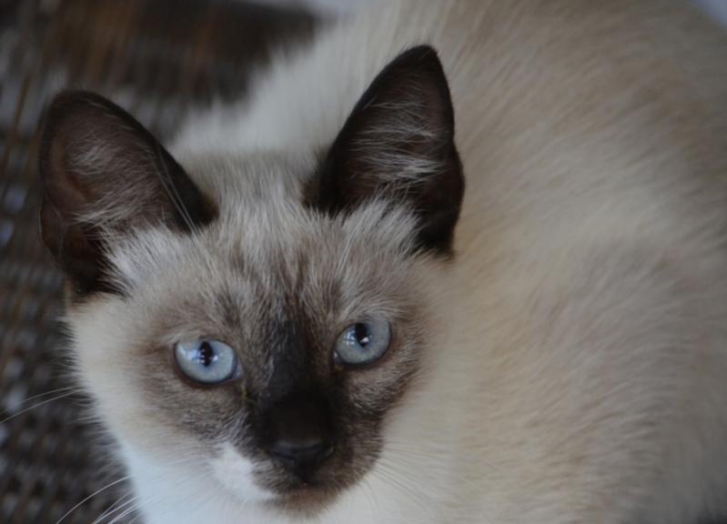 wilde Katze