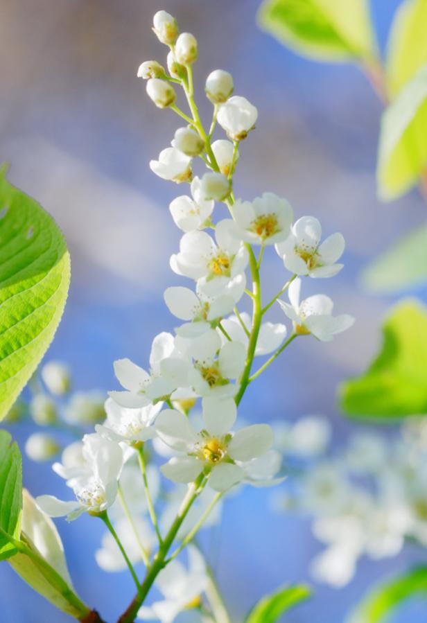 Wilde Kirsche Blüten
