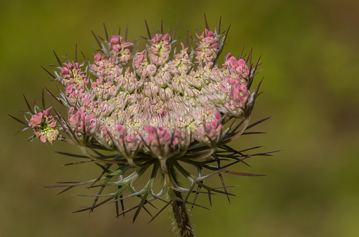 wilde Möhrenblüte (1 von 1).JPG