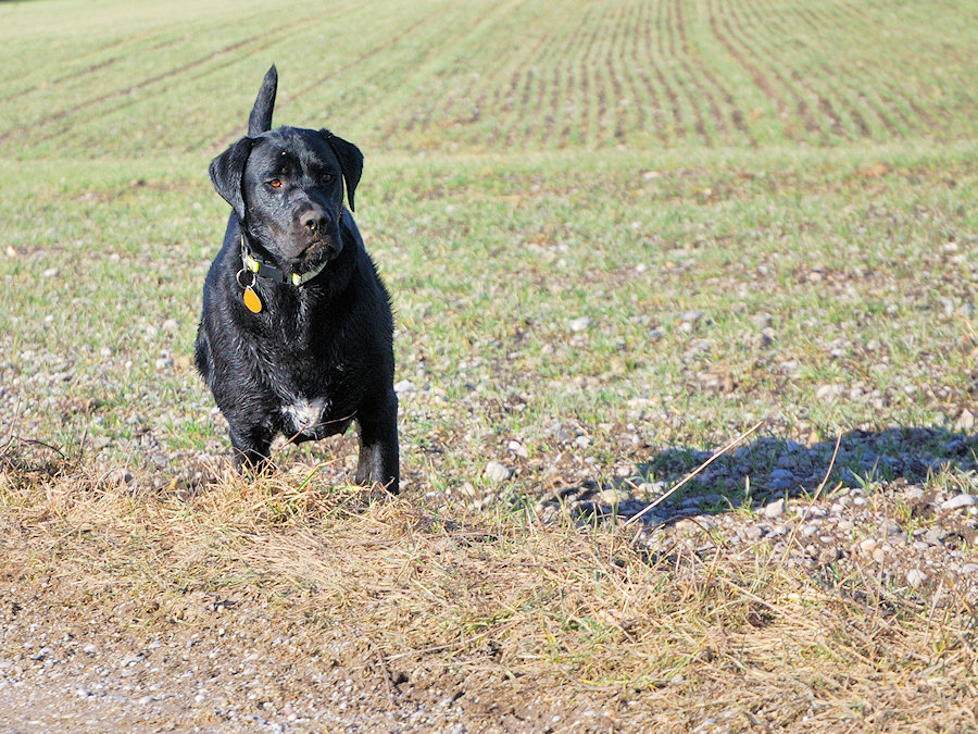 Wilde Mischung aus Labrador und ? und ??