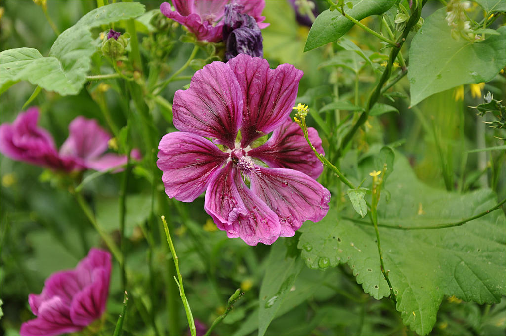 Wilder Hibiskus