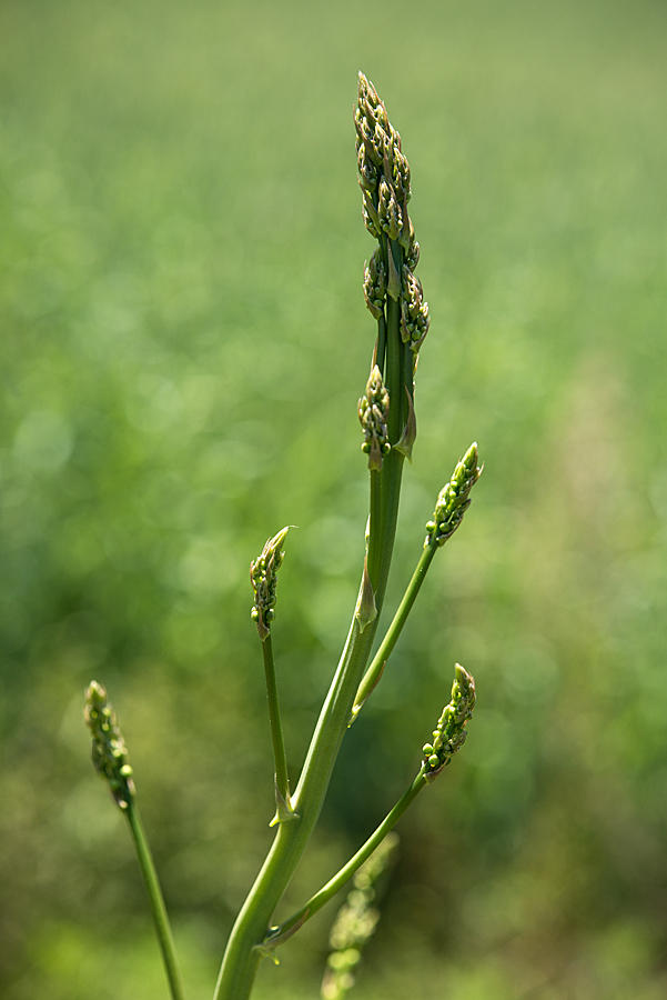Wilder Spargel
