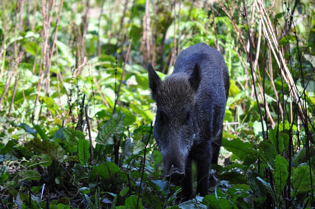 Wildgehege an der Waldau
Nikon D5000 Nikkor 55-200 VR