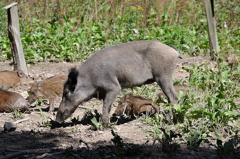 Wildgehege an der Waldau