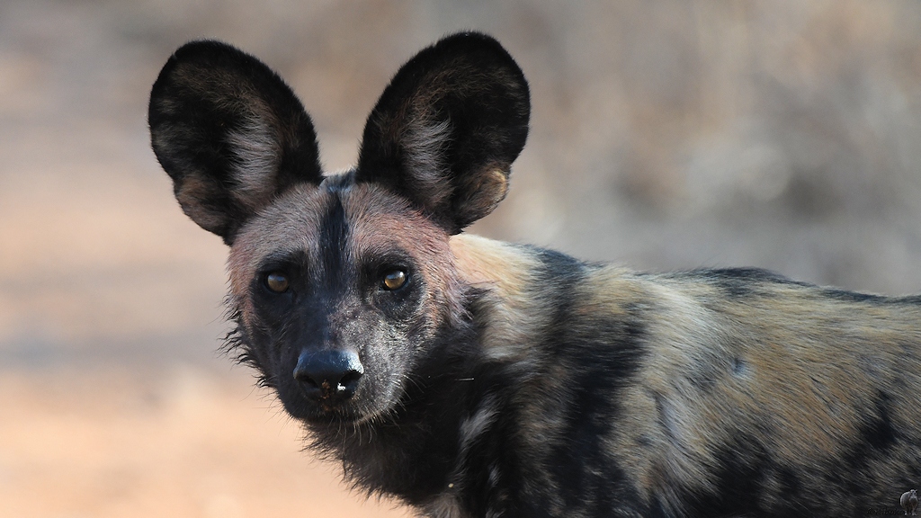 Wildhund
Ruaha Nationalpark

s425 Ruaha Hund 2521