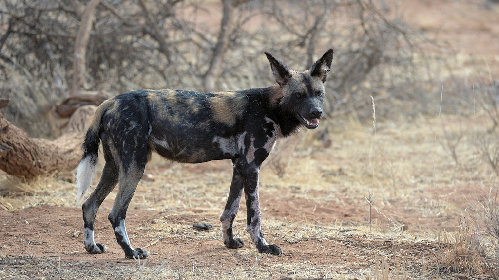 Wildhund, Samburu
9214