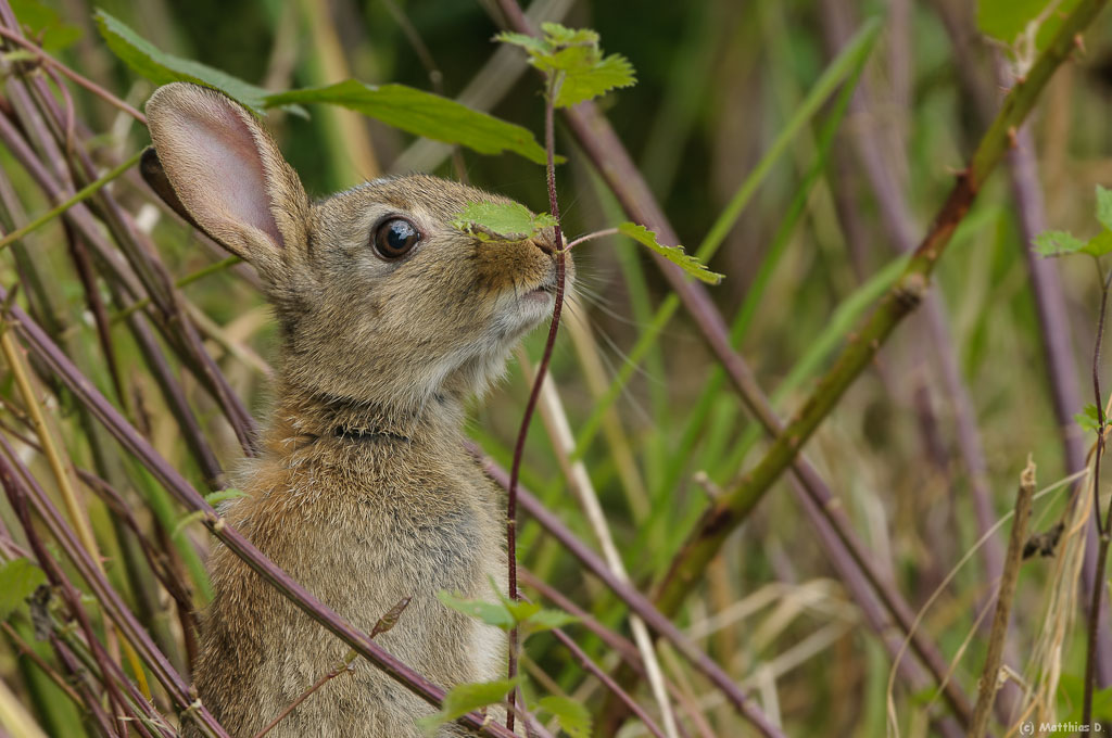 Wildkaninchen