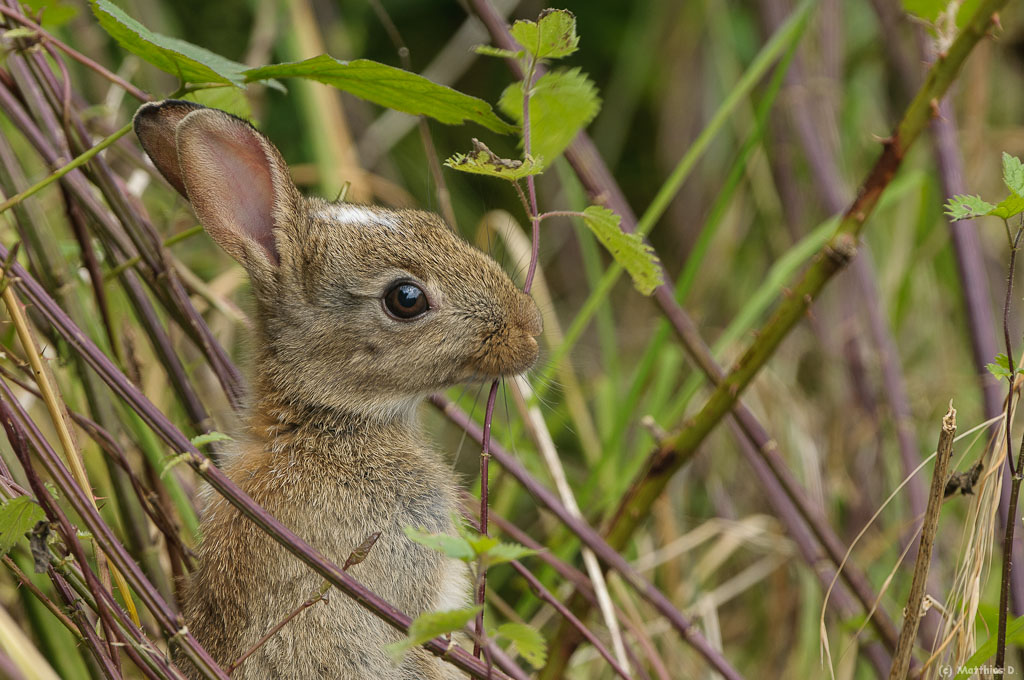 Wildkaninchen