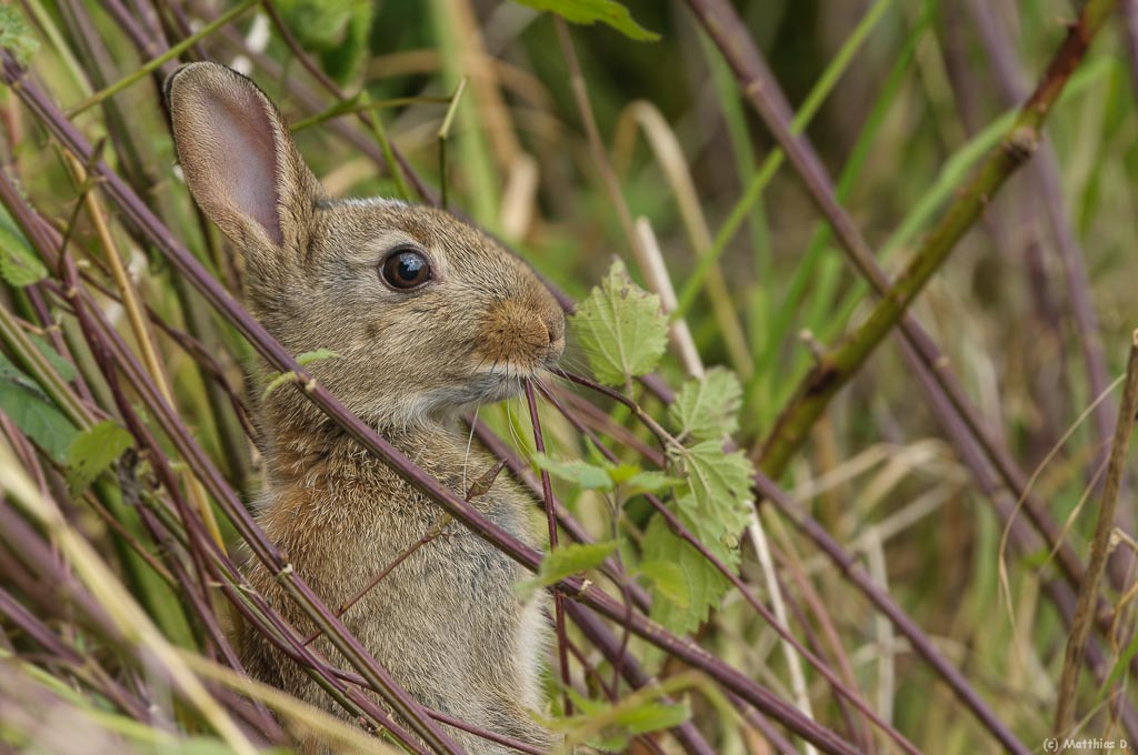 Wildkaninchen