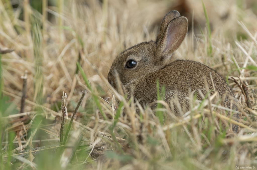 Wildkaninchen