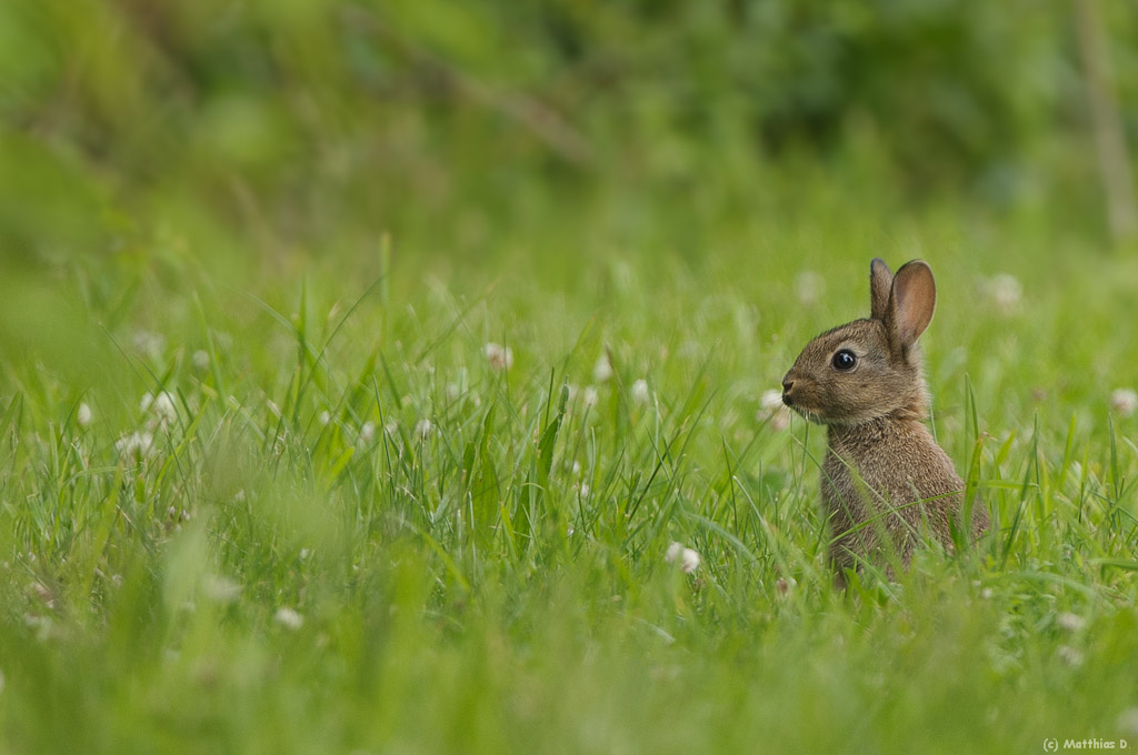 Wildkaninchen
