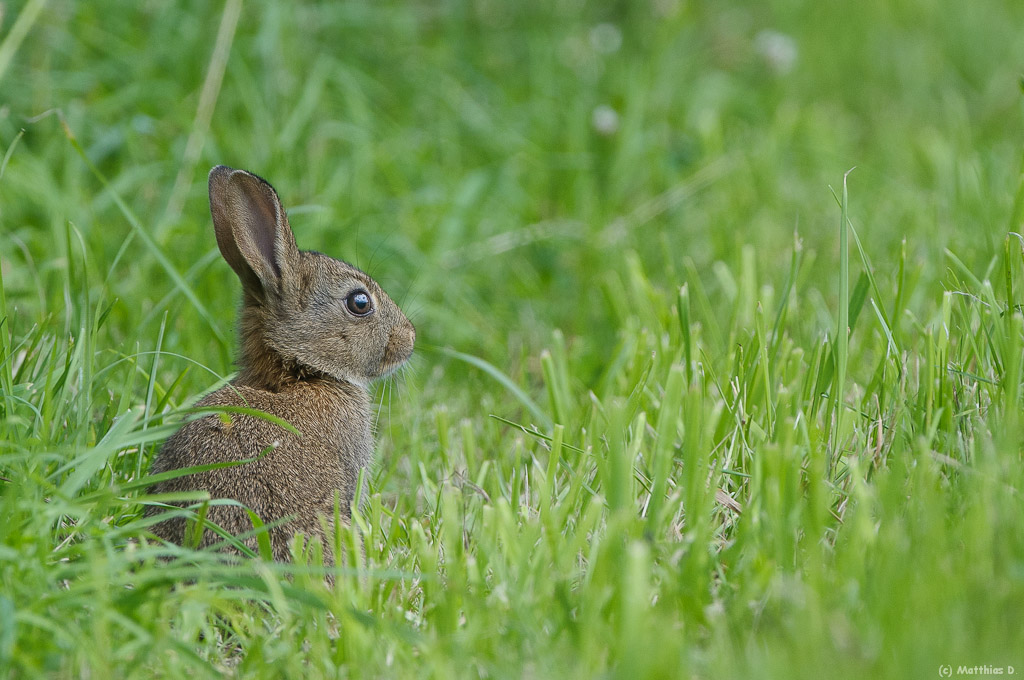 Wildkaninchen