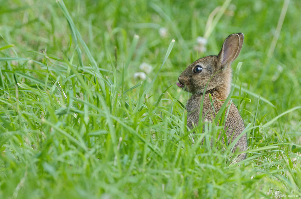 Wildkaninchen