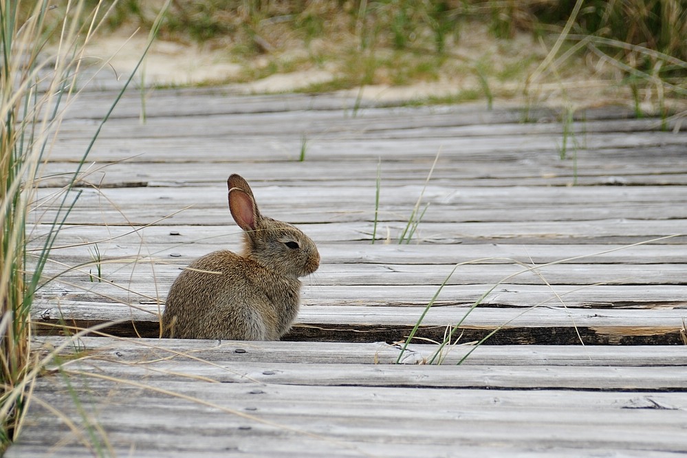 Wildkaninchen