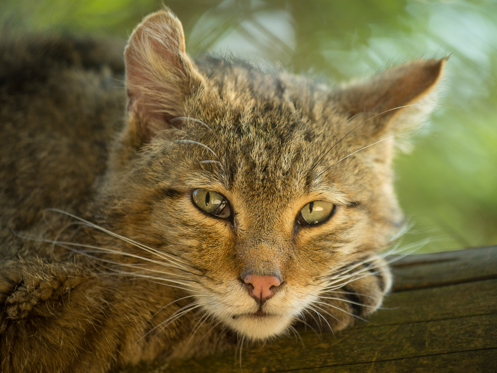 Wildkatze 2798